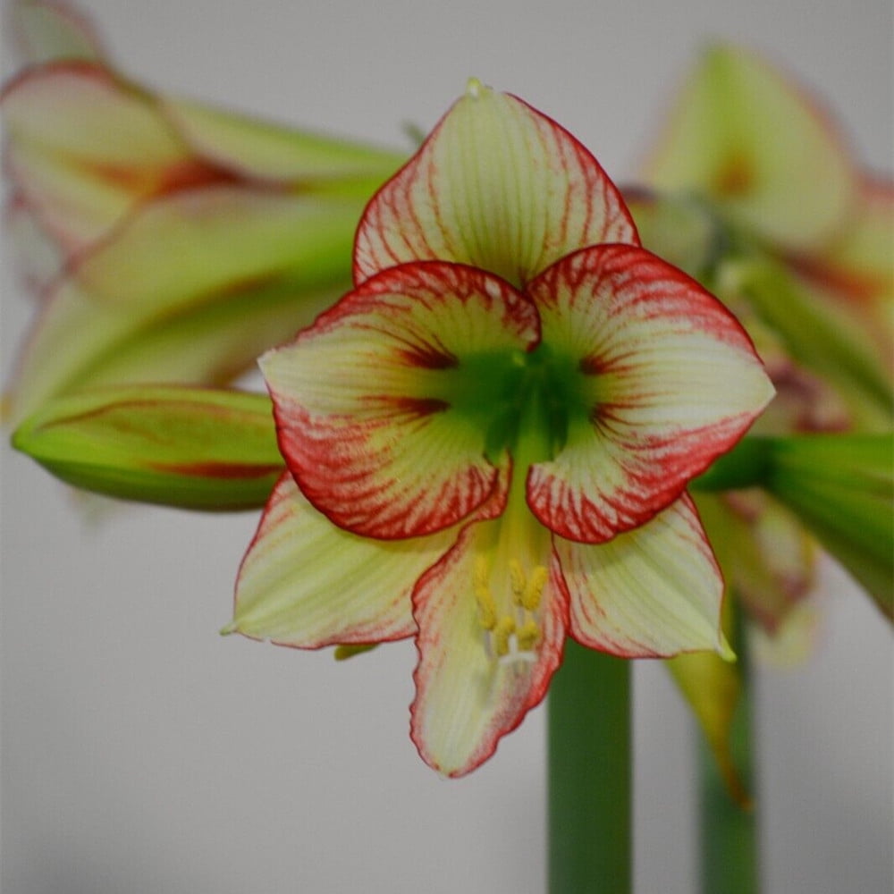 Amaryllis Bulbs For Planting Amaryllis Plants Gifts Amaryllis Bulbs For