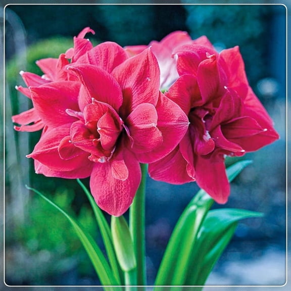 Amaryllis-Bulbs For Planting - Garden Elegance Decoration -  Garden Stakes Perfect for Borders