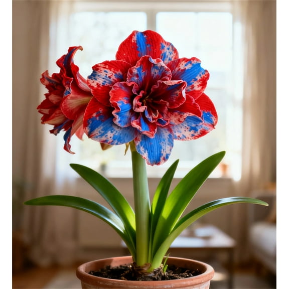 Amaryllis-Bulbs - For Planting - Garden Elegance Decoration - Premium Garden Stakes Perfect for Borders