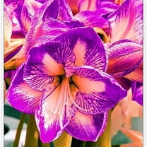 Amaryllis-Bulbs For Planting - Garden Stakes Perfect for Borders, Garden Elegance Decoration -
