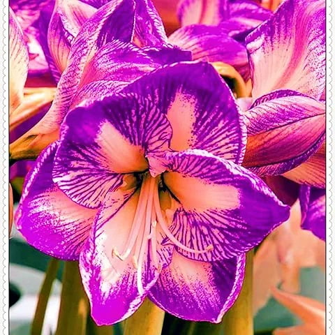 Amaryllis-Bulbs For Planting - Garden Stakes Perfect for Borders, Garden Elegance Decoration -