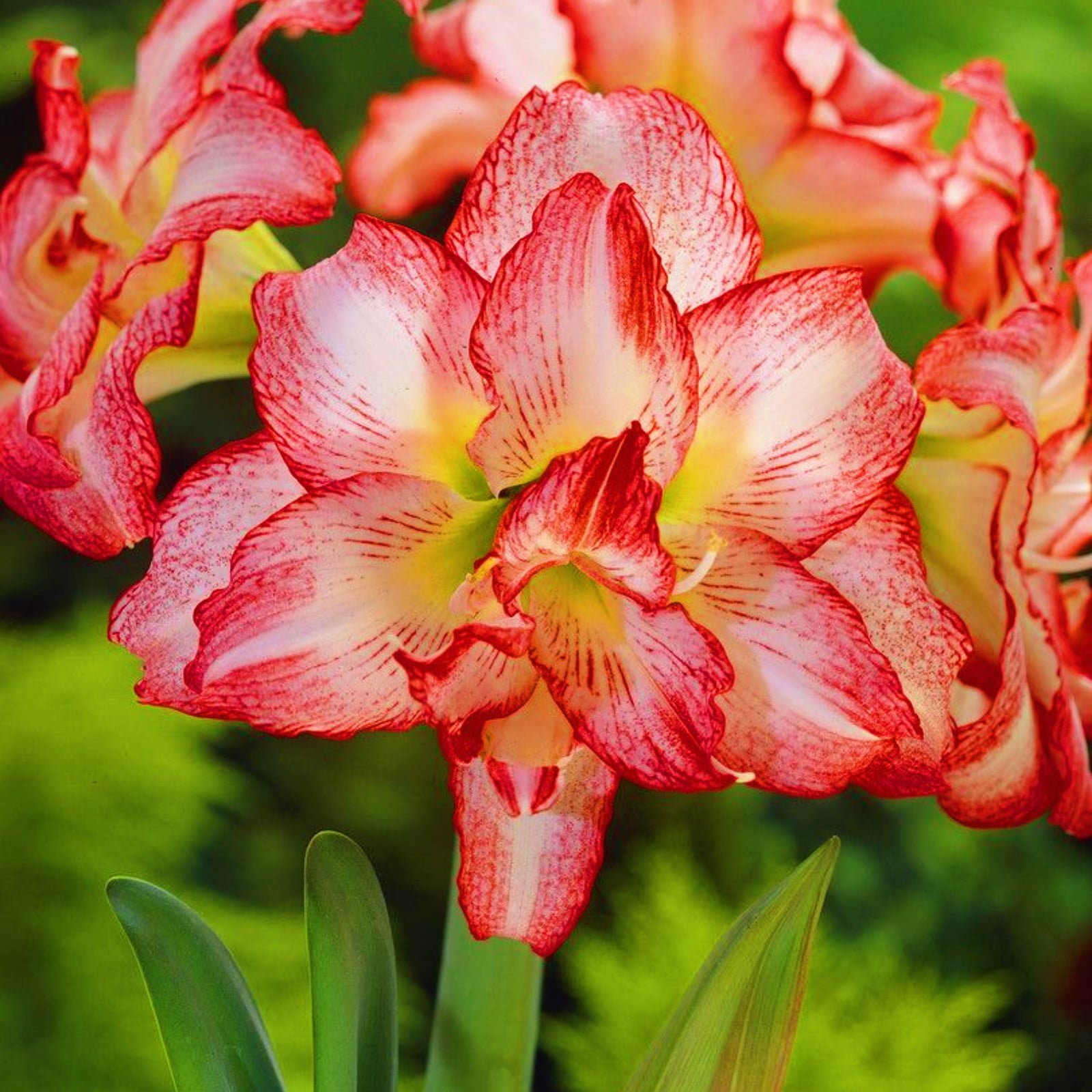 Amaryllis Bulbs Amaryllis Bulbs For Sale Amaryllis Bulbs Bulk Amaryllis