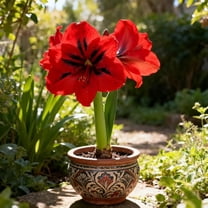 Amaryllis-Bulbs - Garden Stakes Perfect for Borders, For Planting - Garden Elegance Decoration
