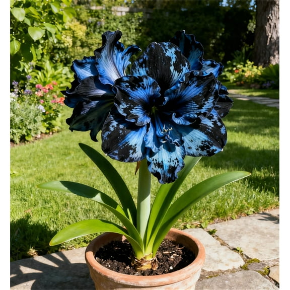 Amaryllis- Bulbs Planting Bulbs Ornamental Hard-Artificial Herbs Home Decoration