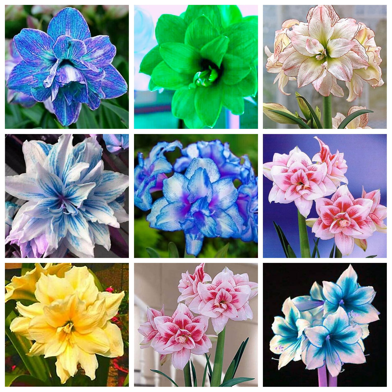 Amaryllis Bulbs, Amaryllis Plants,Amaryllis Belladonna Bulbs, Amaryllis Plant Live, Amaryllis