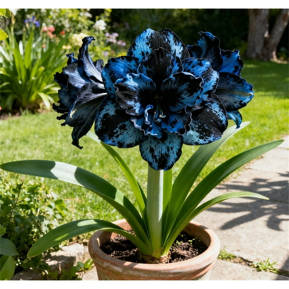 Amaryllis-Bulbs - Premium Garden Stakes Perfect for Borders- For Planting - Garden Elegance Decoration