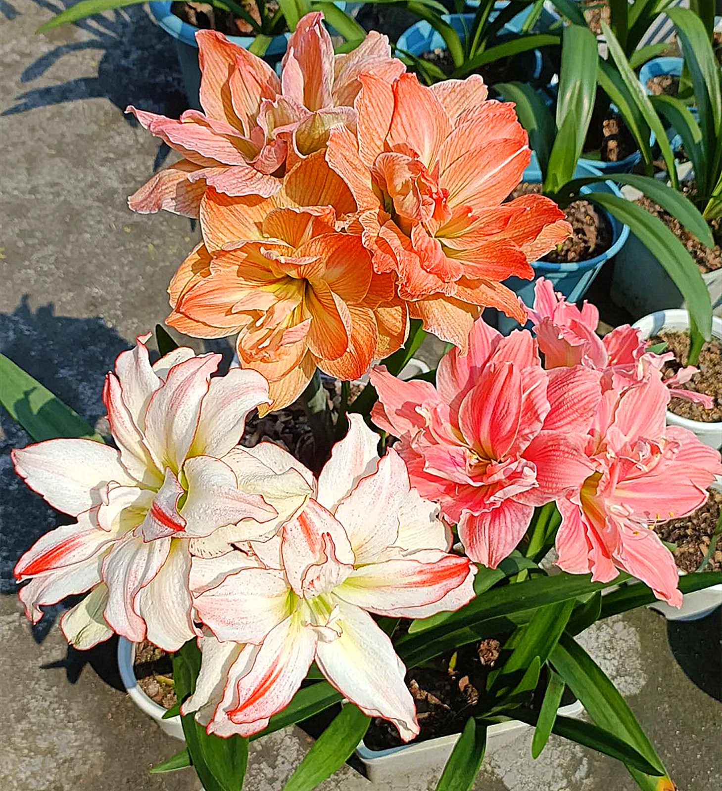 Amaryllis Bulbs, Seasonal Plants, Bright, Amaryllis Bulbs Bulk