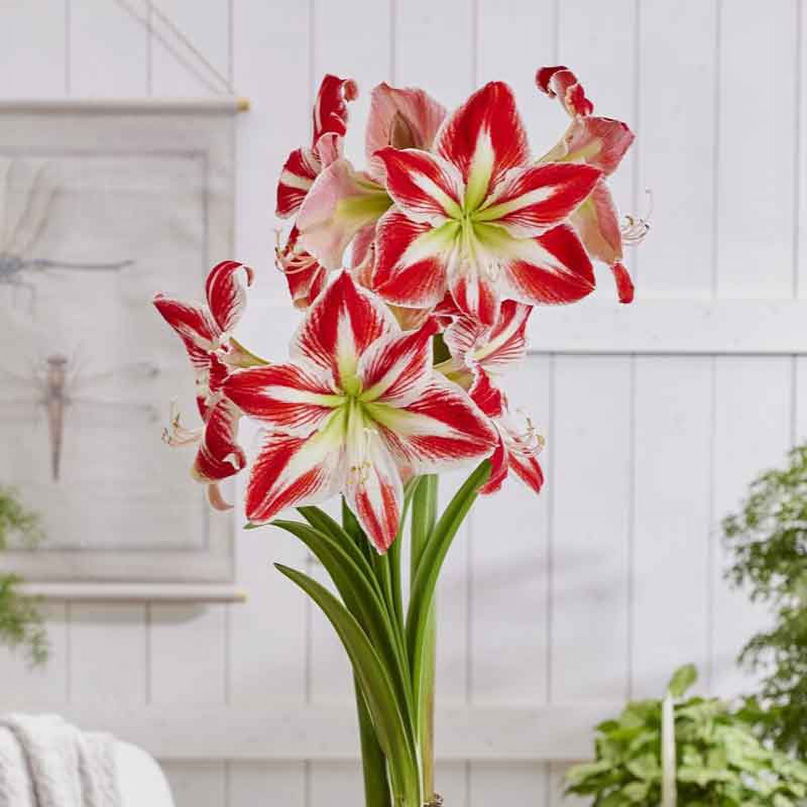 Amaryllis Bulbs - Spartacus - 1 Bulb - Red Flower Bulbs, Bulb Easy to ...