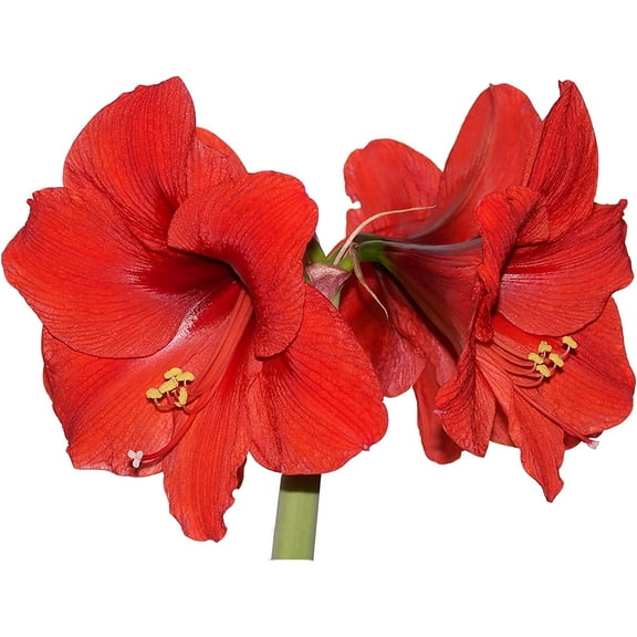 Amaryllis Bulbs for Planting - (1) Top Size Bulb - Grow Amazing Amaryllis Flowers (Red Lion)