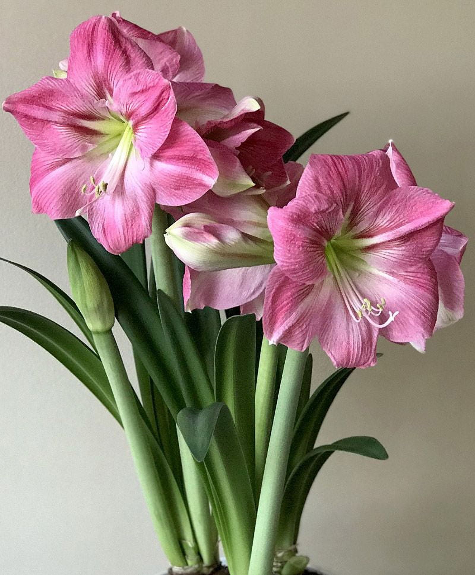 Amaryllis Candy Floss Bulb - Indoor Plant - Great Holiday Christmas