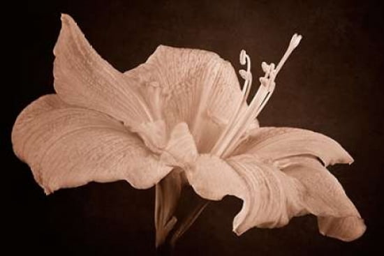 Amaryllis Canvas Art - Cora Niele (24 x 36)