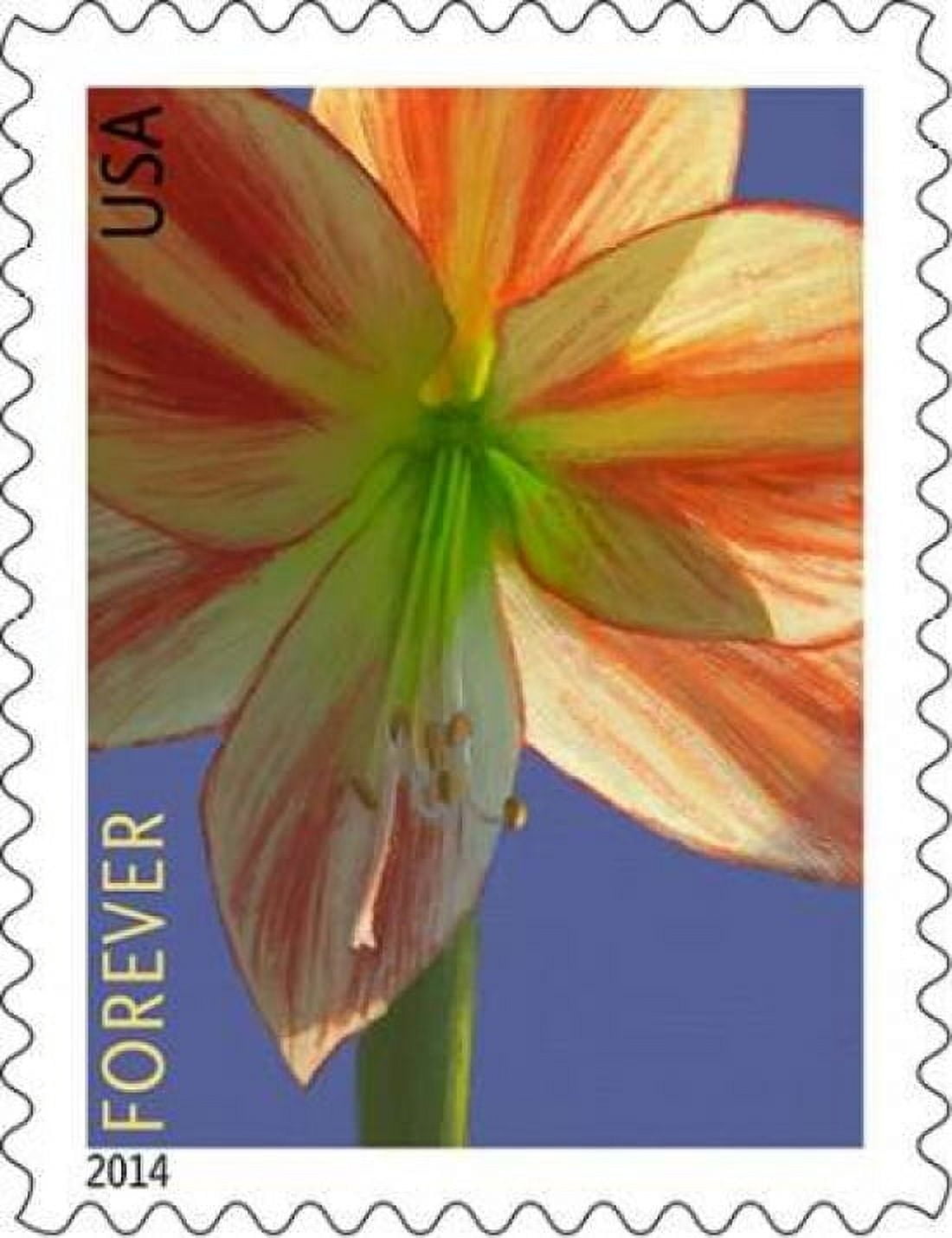 Amaryllis Canvas Art - US POSTAL SERVICE (22 x 28)