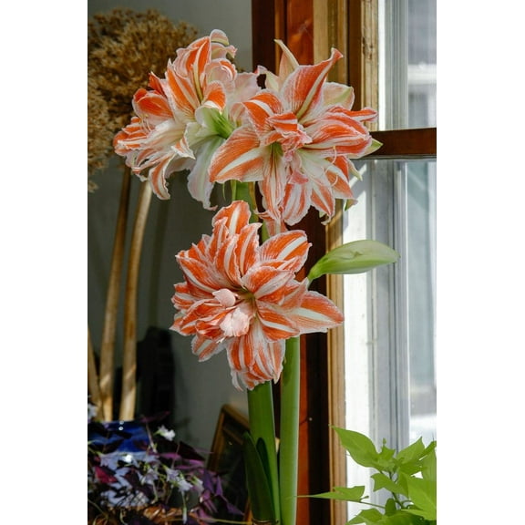 Amaryllis 'Dancing Queen' JUMBO Bulb - Stunning Double White & Red Blooms | Blue Buddha Farm