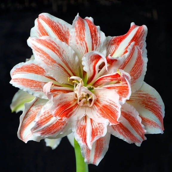 Amaryllis 'Dancing Queen' JUMBO Bulb - Stunning Double White & Red Blooms | Blue Buddha Farm