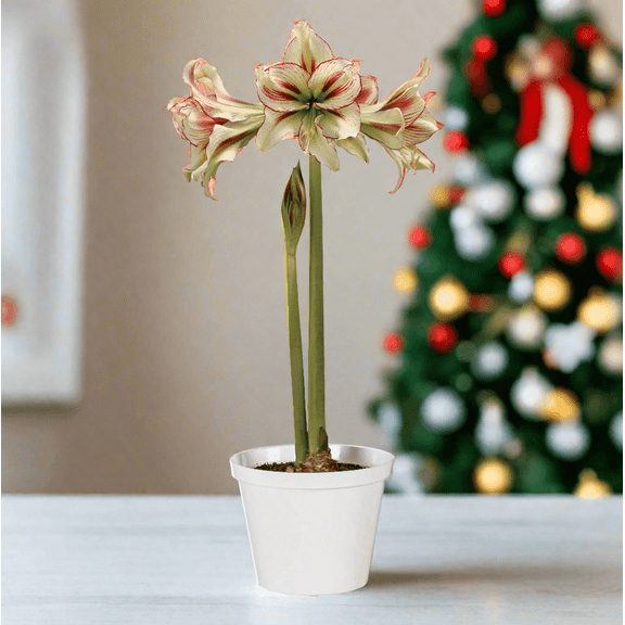 Amaryllis 'Dragonfly' Bulb - Ethereal Pastel Blooms