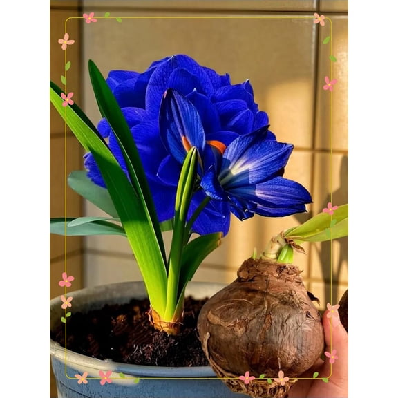 Amaryllis,Easy Grow - Ideal for Beds Borders, Plant Pots & Planters, Low Maintenance