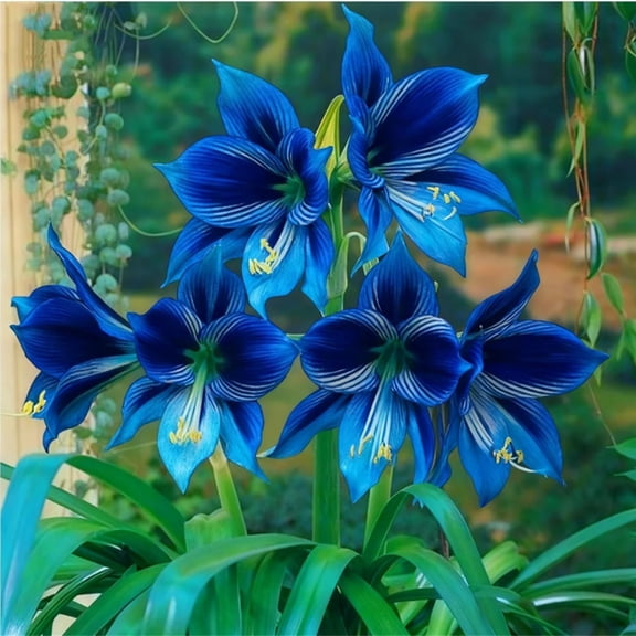 Amaryllis, Easy Grow - Ideal for Beds Borders, Plant Pots & Planters,Low Maintenance.