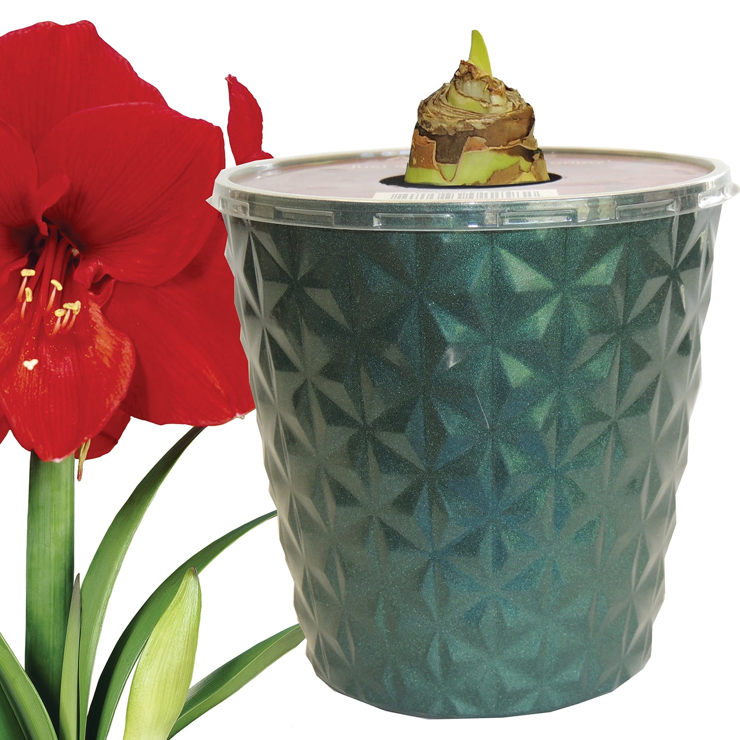 EuroBlooms Amaryllis Ferrari Red Blooms in 6-Inch Green Pot Live Decorative Plant
