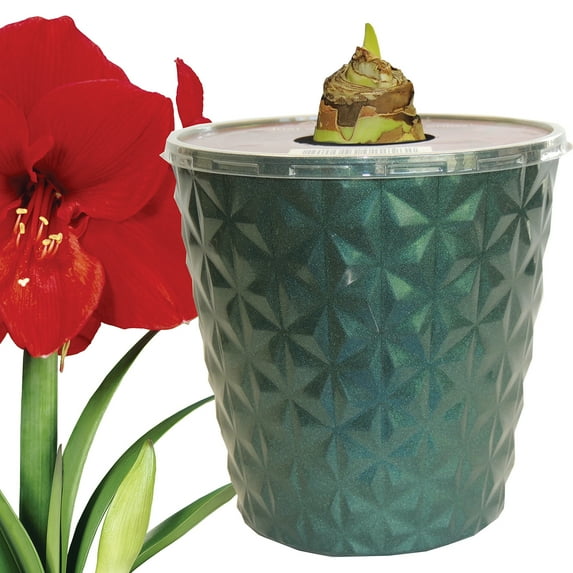 EuroBlooms Amaryllis Ferrari Red Blooms in 6-Inch Green Pot Live Decorative Plant