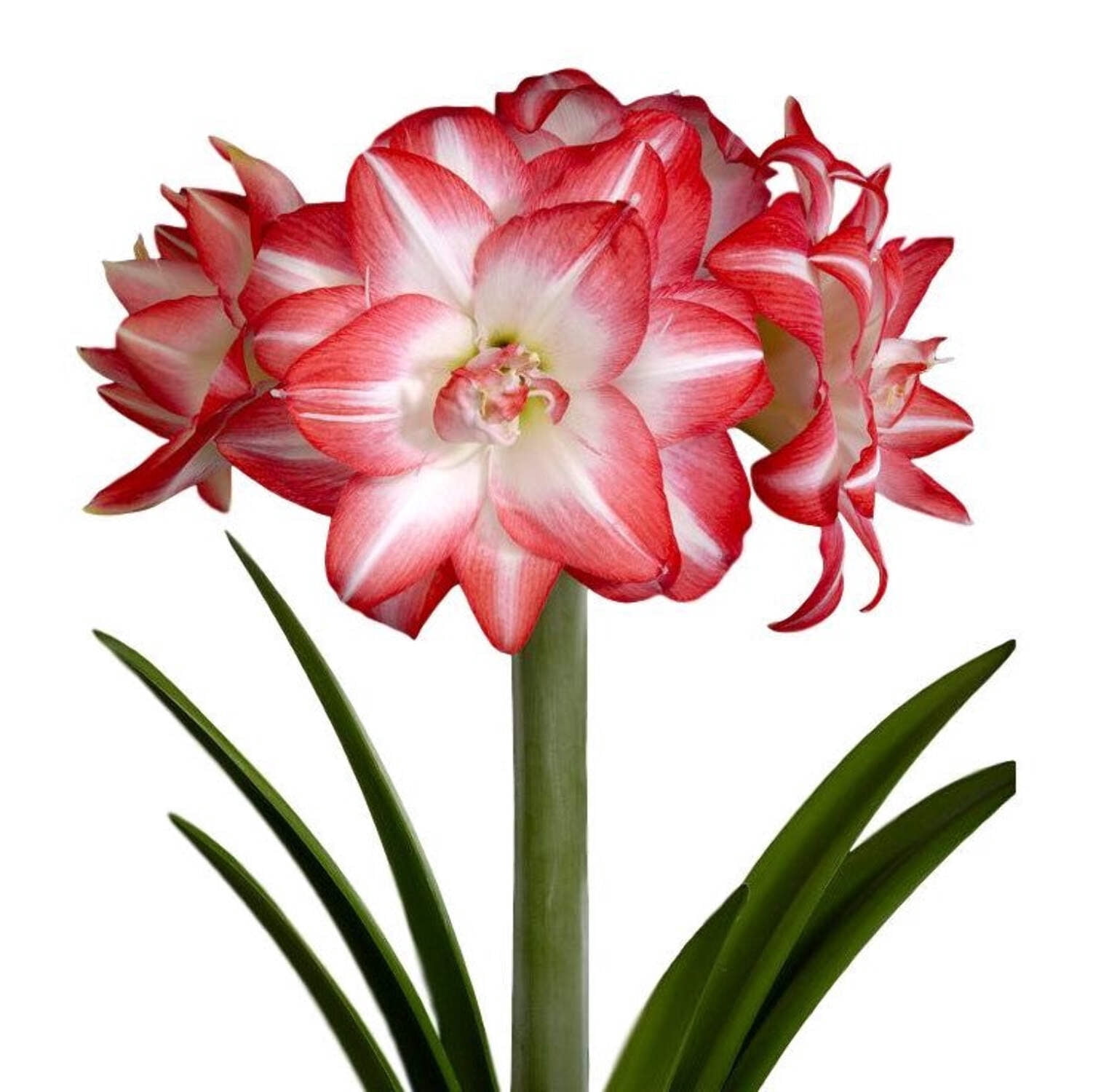 Amaryllis-Flaming-Peacock-1-