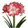 thumbnail image 1 of Amaryllis - Flaming Peacock (1 pack) Bulb, Multi-color Flowers - Professional Growers from Easy to Grow, 1 of 5
