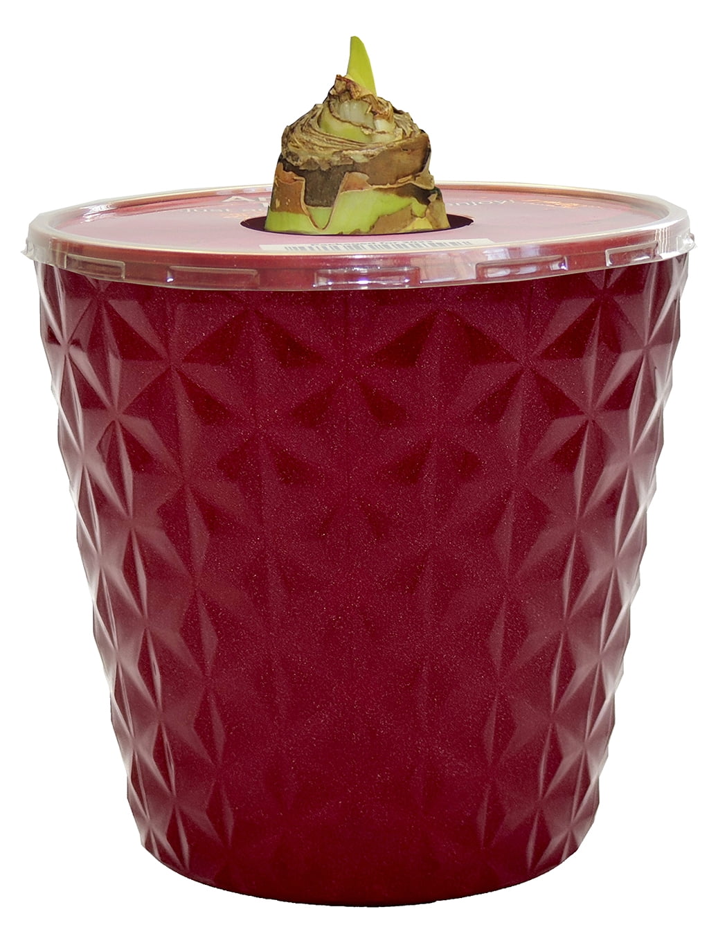EuroBlooms Amaryllis Glee in 6-Inch Red Pot with White Ruby Red Veining - Live Decorative Plant