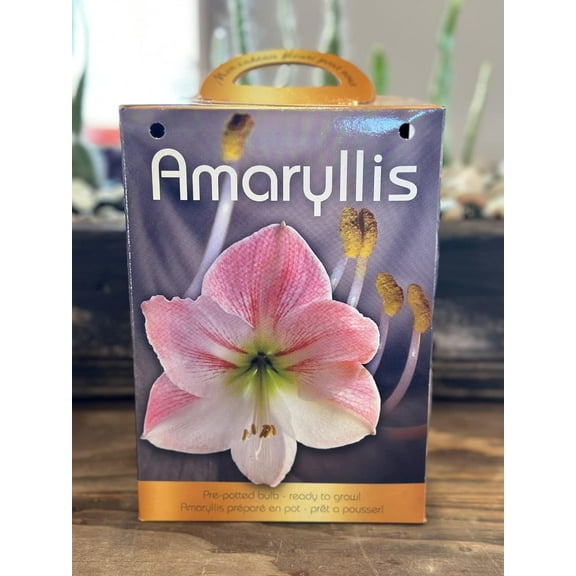 Amaryllis Grow Kit - Pre Potted Amaryllis Bulb in Gift Box - Ready to Grow (Apple Blossom)