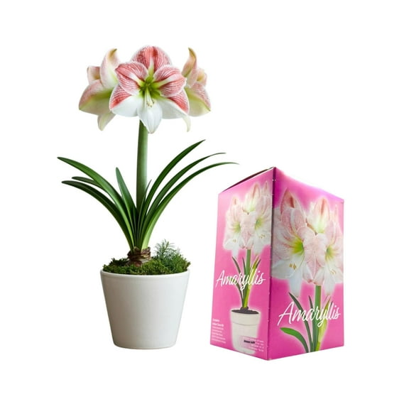 Amaryllis Grow Kit - Pre Potted Amaryllis Bulb in Gift Box - Ready to Grow - Great for Christmas (Pink & White)