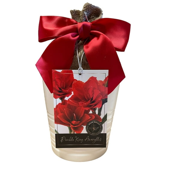 Amaryllis Growing Kit, Includes an Attractive White Ceramic Pot, Double King Bulb, and Professional Growing Medium!!