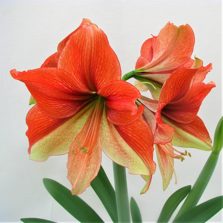 orange amaryllis flower