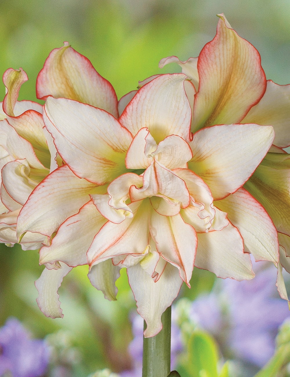 Blue Buddha Farm Amaryllis Harlequin Bulb