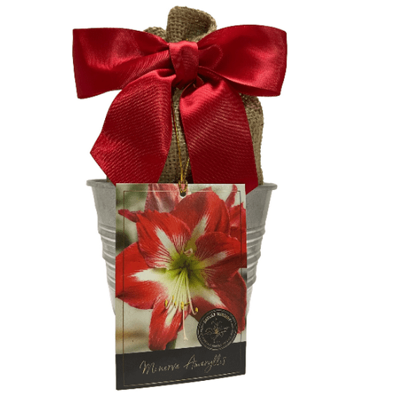 Amaryllis Holiday Gift Growing Kit, Includes an Rustic Tin Pot, Big Minerva Bulb, and Professional Growing Medium