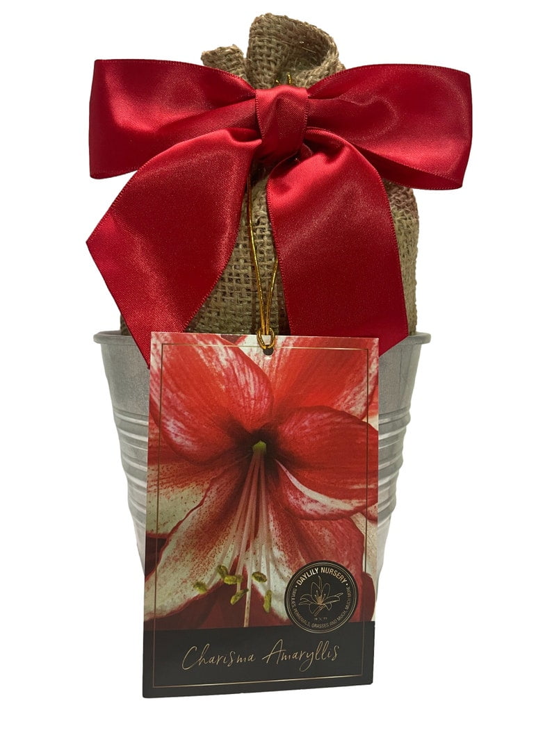 Amaryllis Holiday Gift Growing Kit, Includes an Rustic Tin Pot, Charisma Bulb, and Professional Growing Medium!!
