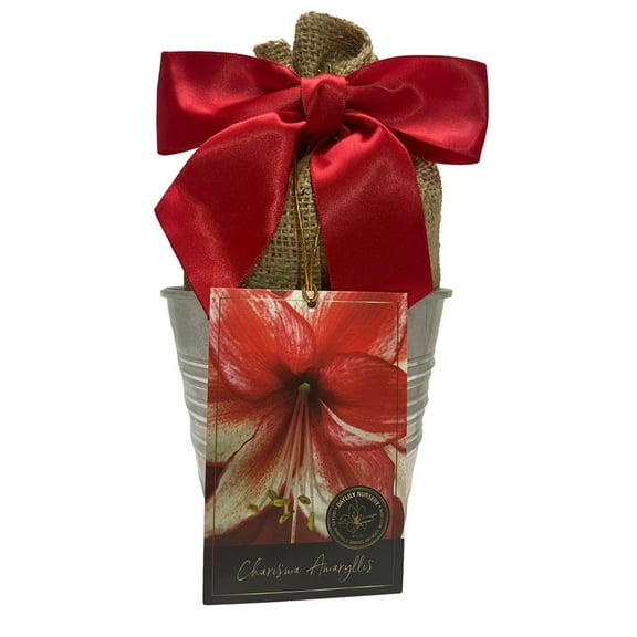 Amaryllis Holiday Gift Growing Kit, Includes an Rustic Tin Pot, Charisma Bulb, and Professional Growing Medium!!