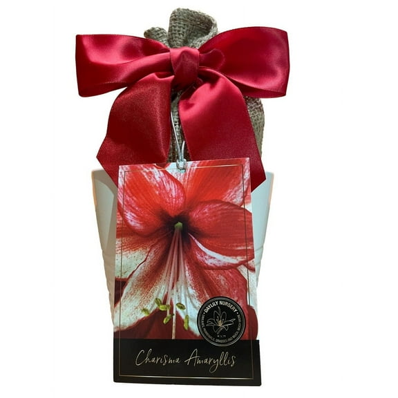 Amaryllis Holiday Growing Kit, Includes an Attractive White Ceramic Pot, Big Charisma Bulb, and Professional Growing Medium!!