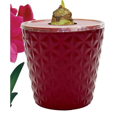 EuroBlooms Amaryllis Ice Pink in 6-Inch Red Pot, Live Ice Pink Amaryllis Plant