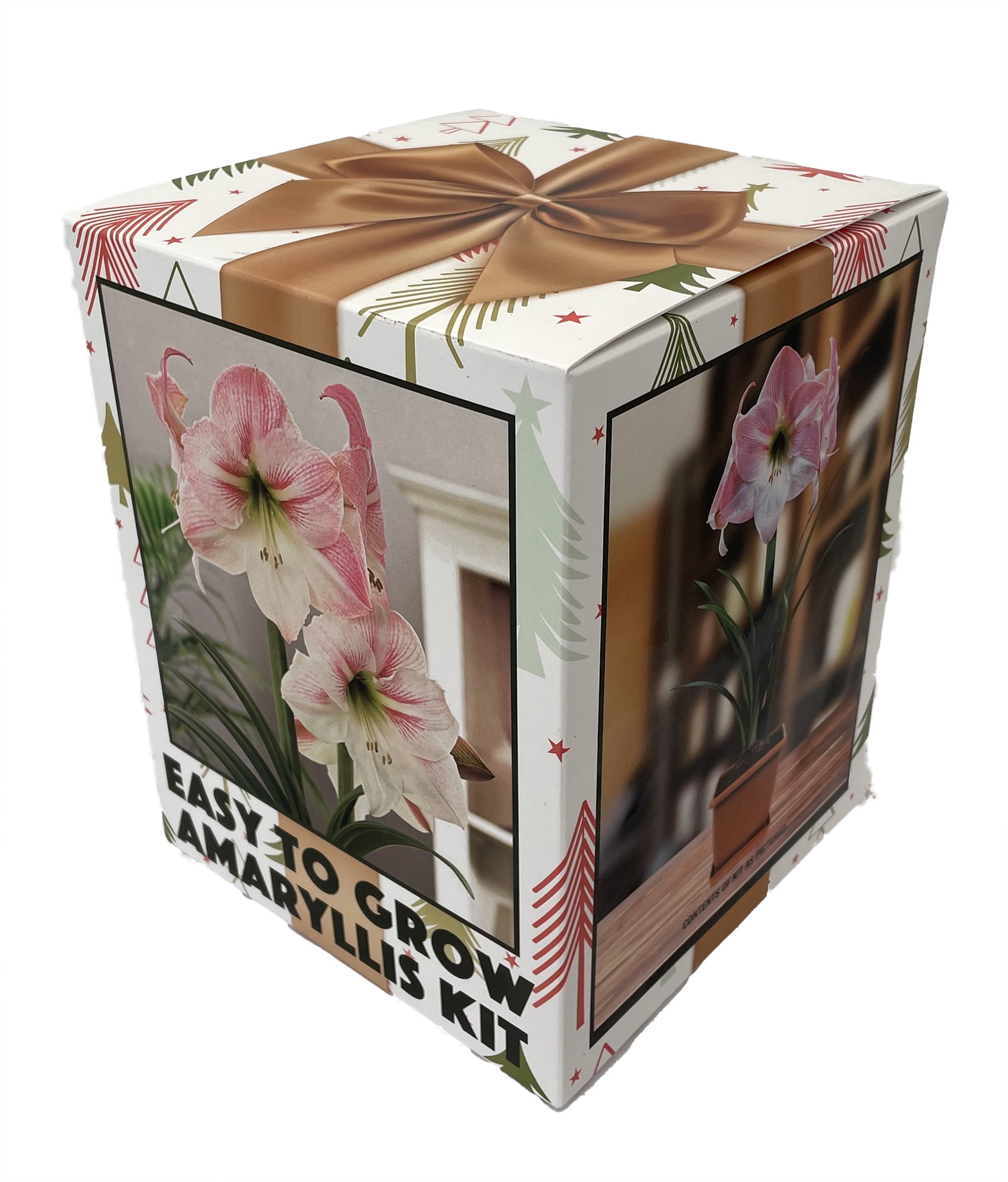 Amaryllis Kit: Apple Blossom + Plastic Pot and Soil - 26/28 cm Bulb - Netherland