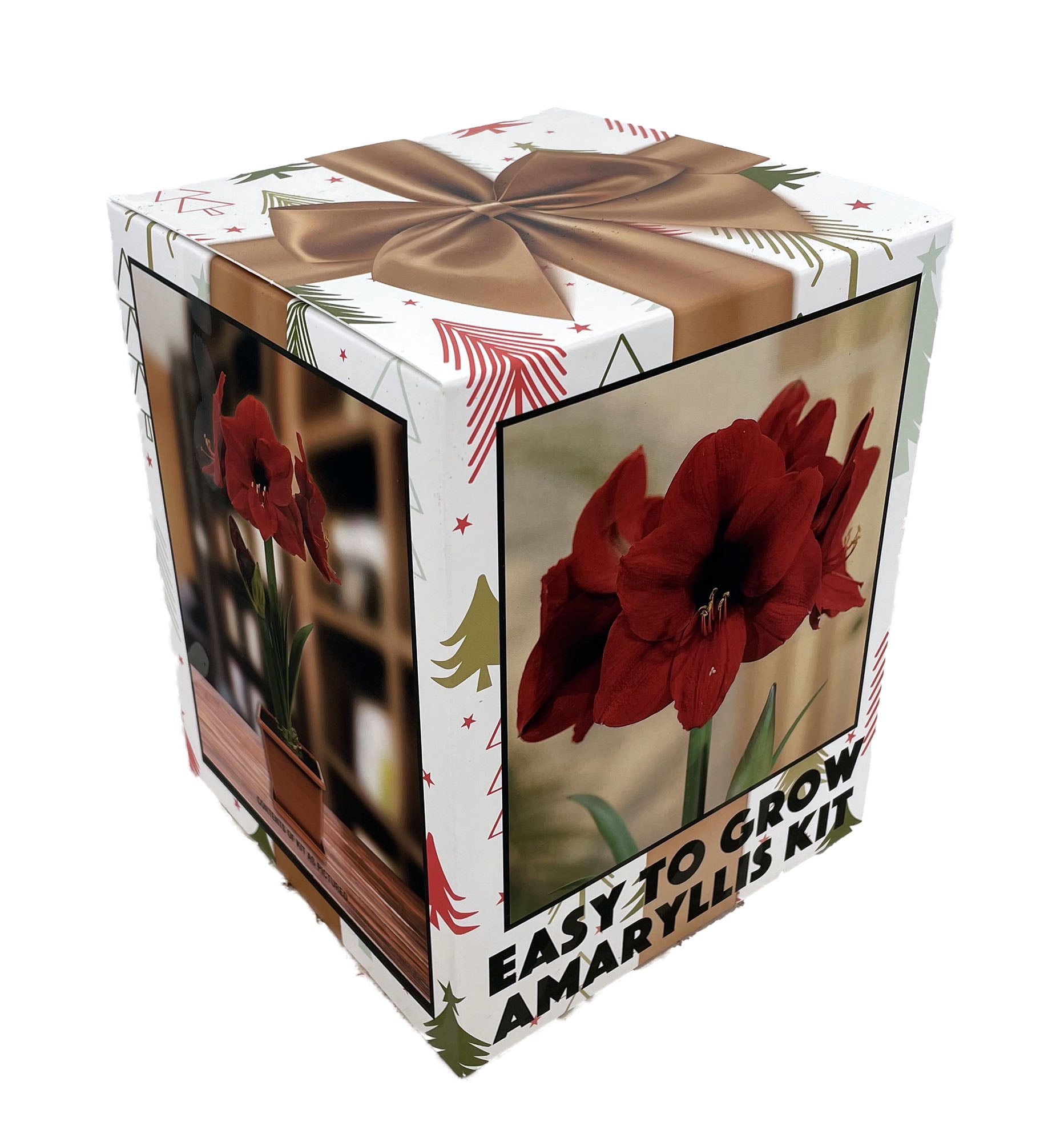 Amaryllis Kit Red Lion - Gift Box - Large Bulb, Pot and Soil - Netherland