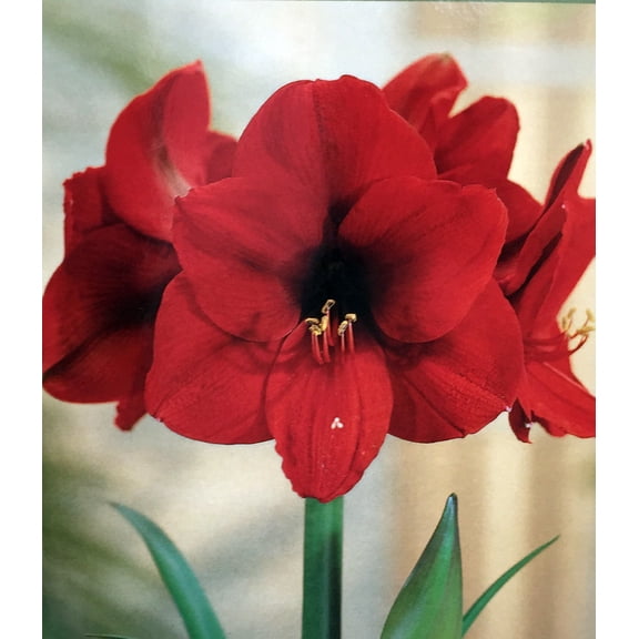 Amaryllis Kit Red Lion - Gift Box - Large Bulb - Pot and Soil - Netherland
