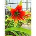 thumbnail image 1 of Amaryllis, Large Flowers, Amaryllis Suitable for Indoor and Outdoor Planting,Horticultural Plants,Surprising Gift,Stunning Flower Blooms, 1 of 5