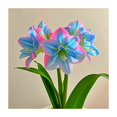thumbnail image 1 of Amaryllis, Low Maintenance - Easy Grow - Ideal for Beds Borders, Plant Pots & Planters, 1 of 5