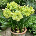 thumbnail image 1 of Amaryllis, Low Maintenance - Easy Grow - Ideal for Beds Borders, Plant Pots & Planters, 1 of 4