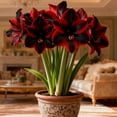 thumbnail image 1 of Amaryllis, Low Maintenance - Easy Grow - Ideal for Beds Borders, Plant Pots & Planters, 1 of 4