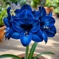 thumbnail image 1 of Amaryllis, Low Maintenance - Easy Grow - Ideal for Beds Borders, Plant Pots & Planters, 1 of 4