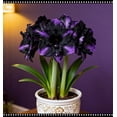 thumbnail image 1 of Amaryllis, Low Maintenance - Easy Grow - Ideal for Beds Borders, Plant Pots & Planters, 1 of 3