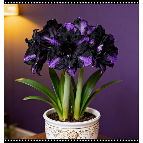 Amaryllis, Low Maintenance - Easy Grow - Ideal for Beds Borders, Plant Pots & Planters