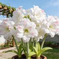 thumbnail image 1 of Amaryllis, Low Maintenance - Easy Grow - Ideal for Beds Borders, Plant Pots & Planters, 1 of 4