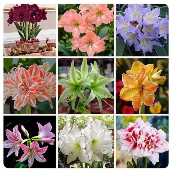 Amaryllis, Low Maintenance,Easy Grow - Ideal for Beds Borders, Plant Pots & Planters