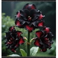 thumbnail image 1 of Amaryllis, Low Maintenance - Easy Grow - Ideal for Beds Borders, Plant Pots & Planters, 1 of 3