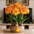 thumbnail image 1 of Amaryllis, Low Maintenance - Easy Grow - Ideal for Beds Borders, Plant Pots & Planters, 1 of 4